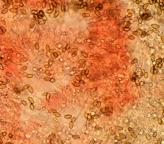 Inocybe pseudodestricta